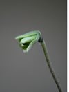 Paphiopedilum Malipoense (Orchid Inn) 